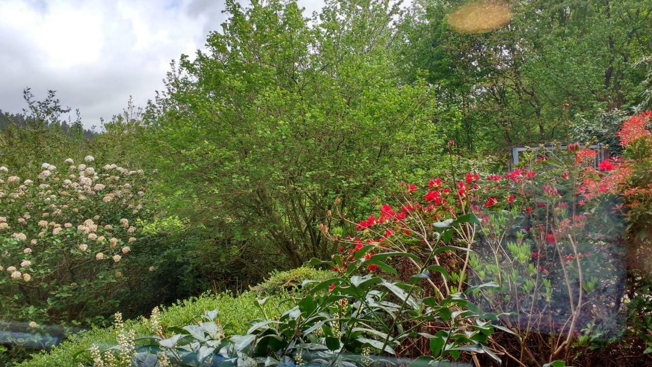 Ferienwohnung Rhododendron - Natur Pur Am Highwalk Rotenburg an der Fulda Luaran gambar